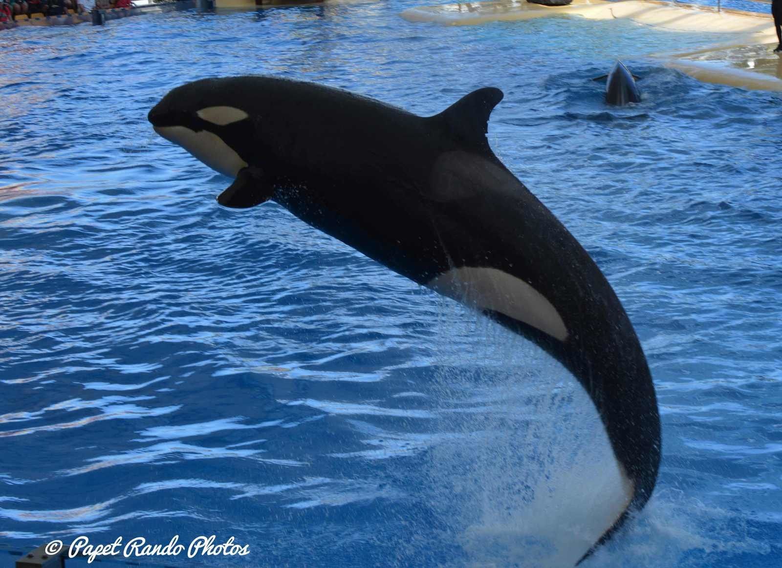 Orques & dauphins en spectacle  Loro Parque 