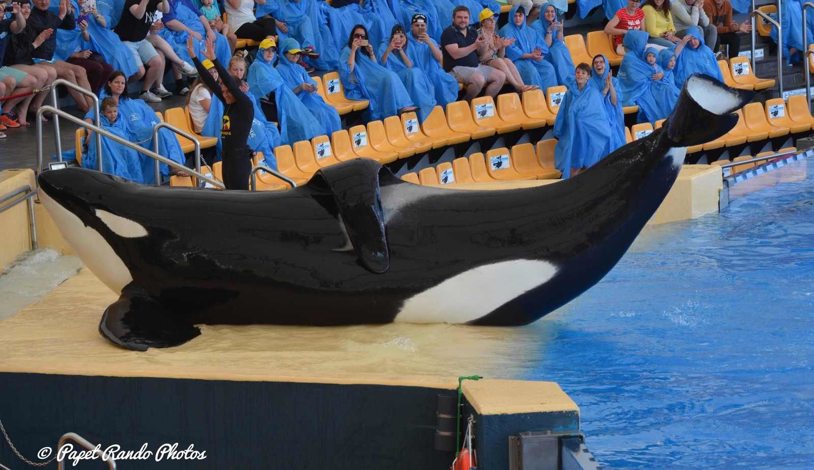 Orques & dauphins en spectacle  Loro Parque 