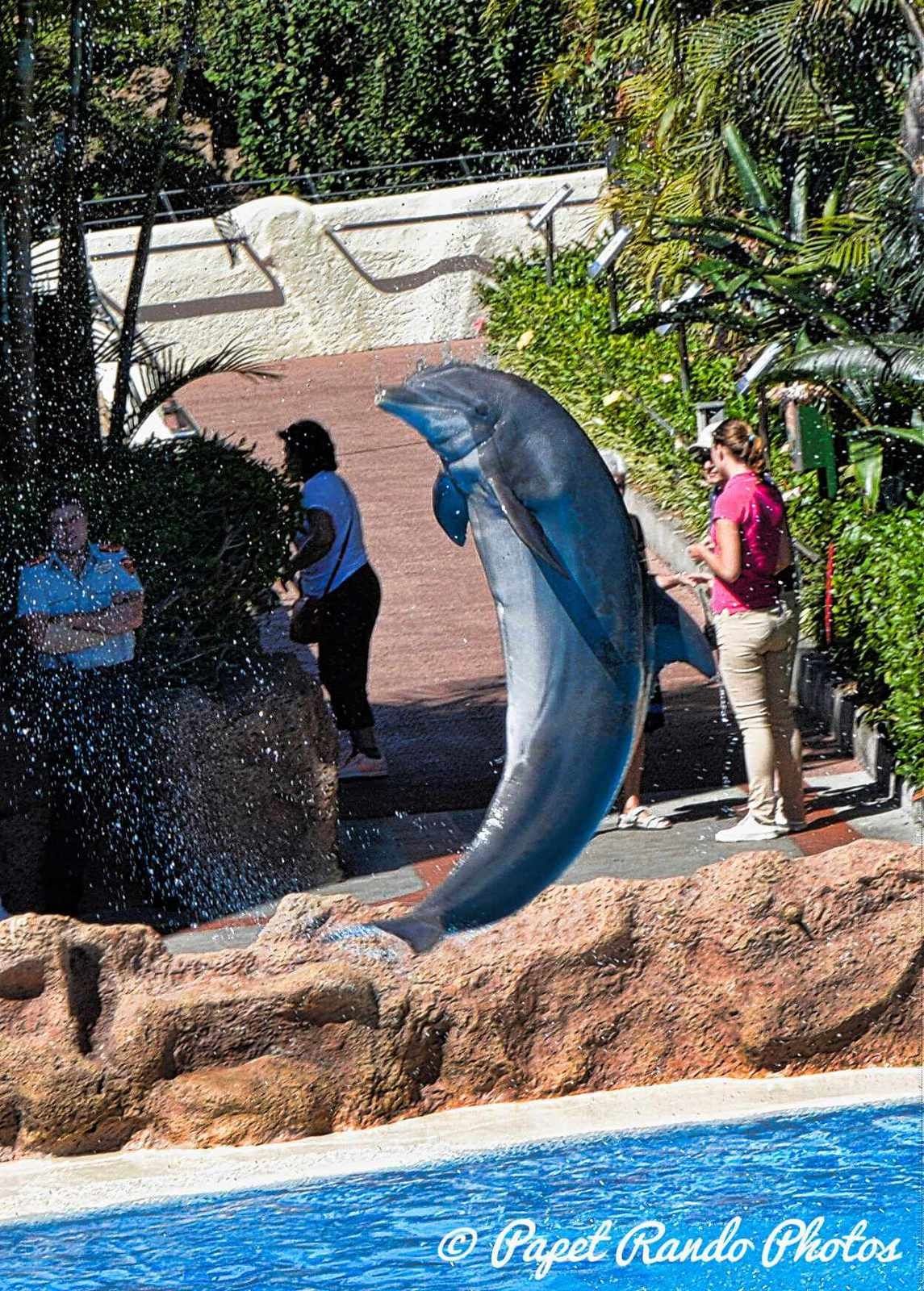 Orques & dauphins en spectacle  Loro Parque 