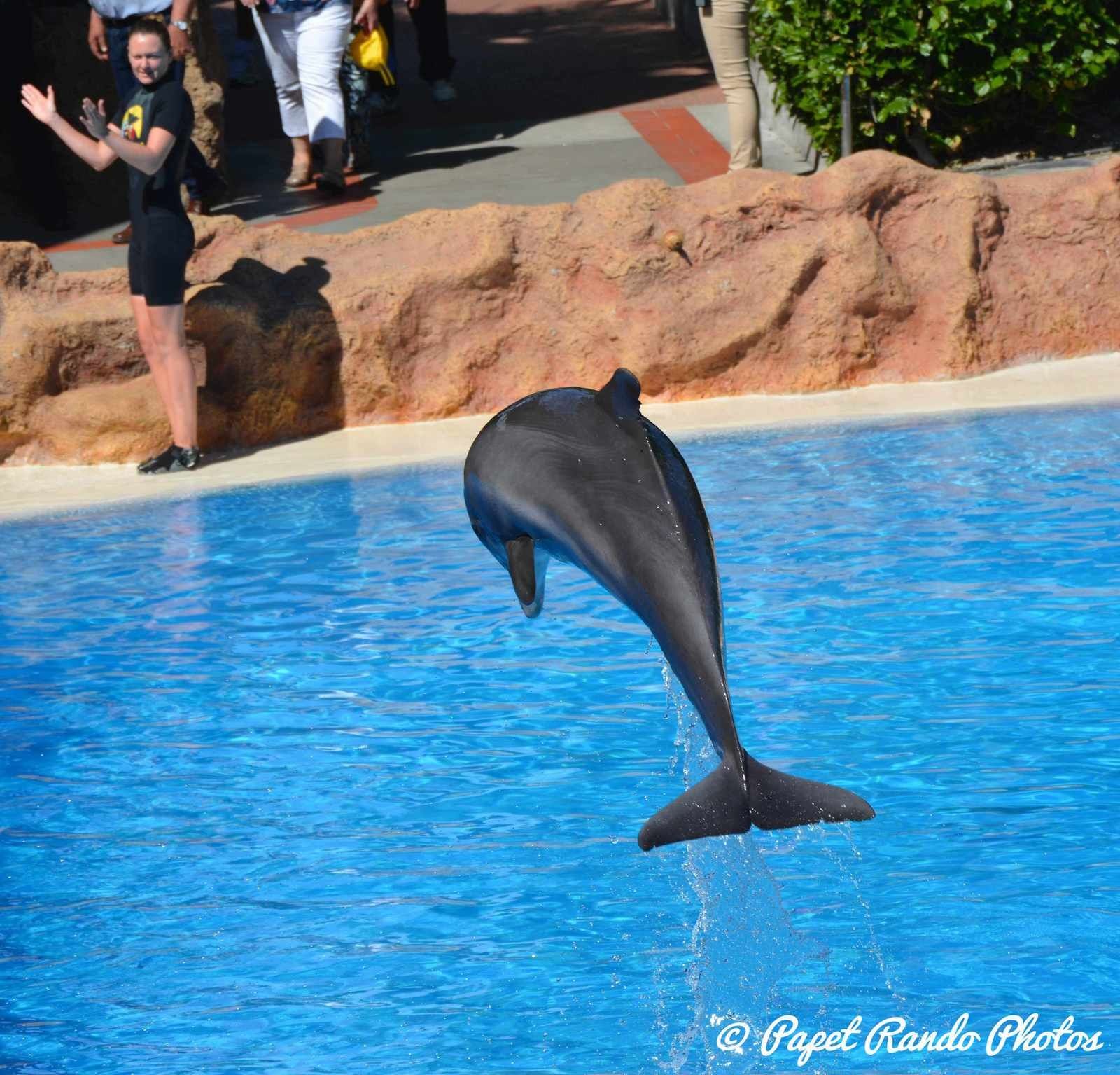Orques & dauphins en spectacle  Loro Parque 