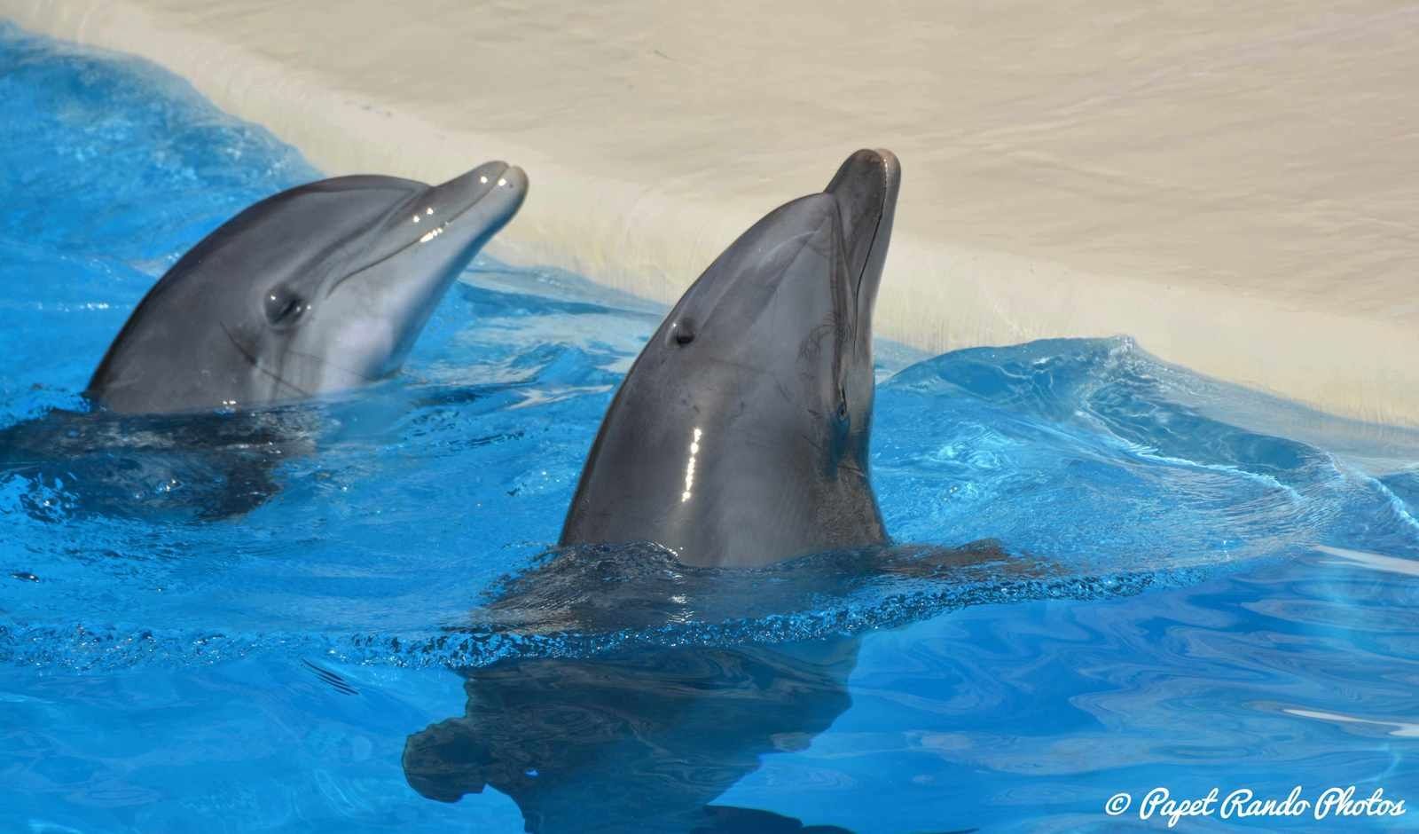Orques & dauphins en spectacle  Loro Parque 