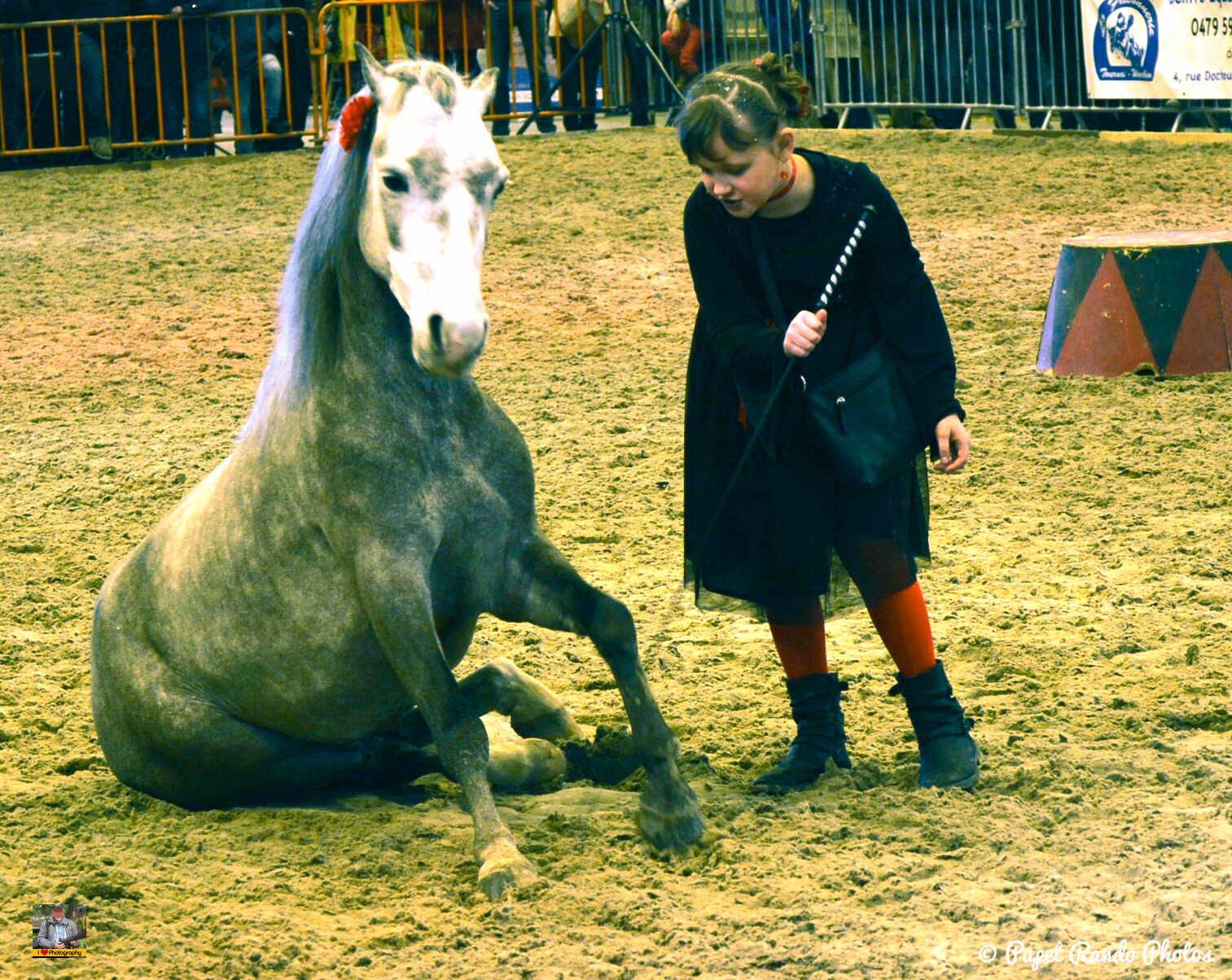 Un de mes premiers reportage photos Salon du Cheval Mons 2016