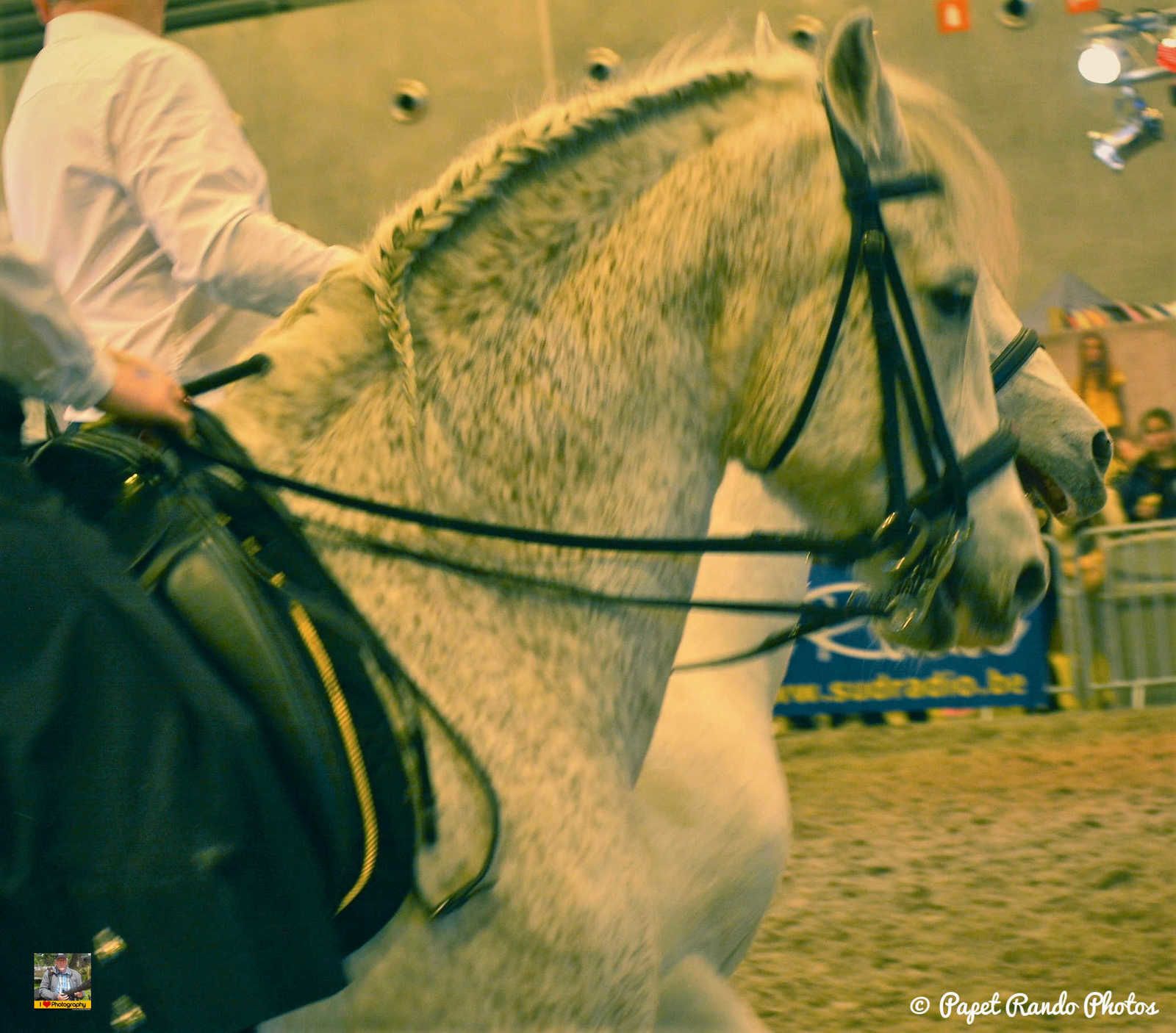 Un de mes premiers reportage photos Salon du Cheval Mons 2016