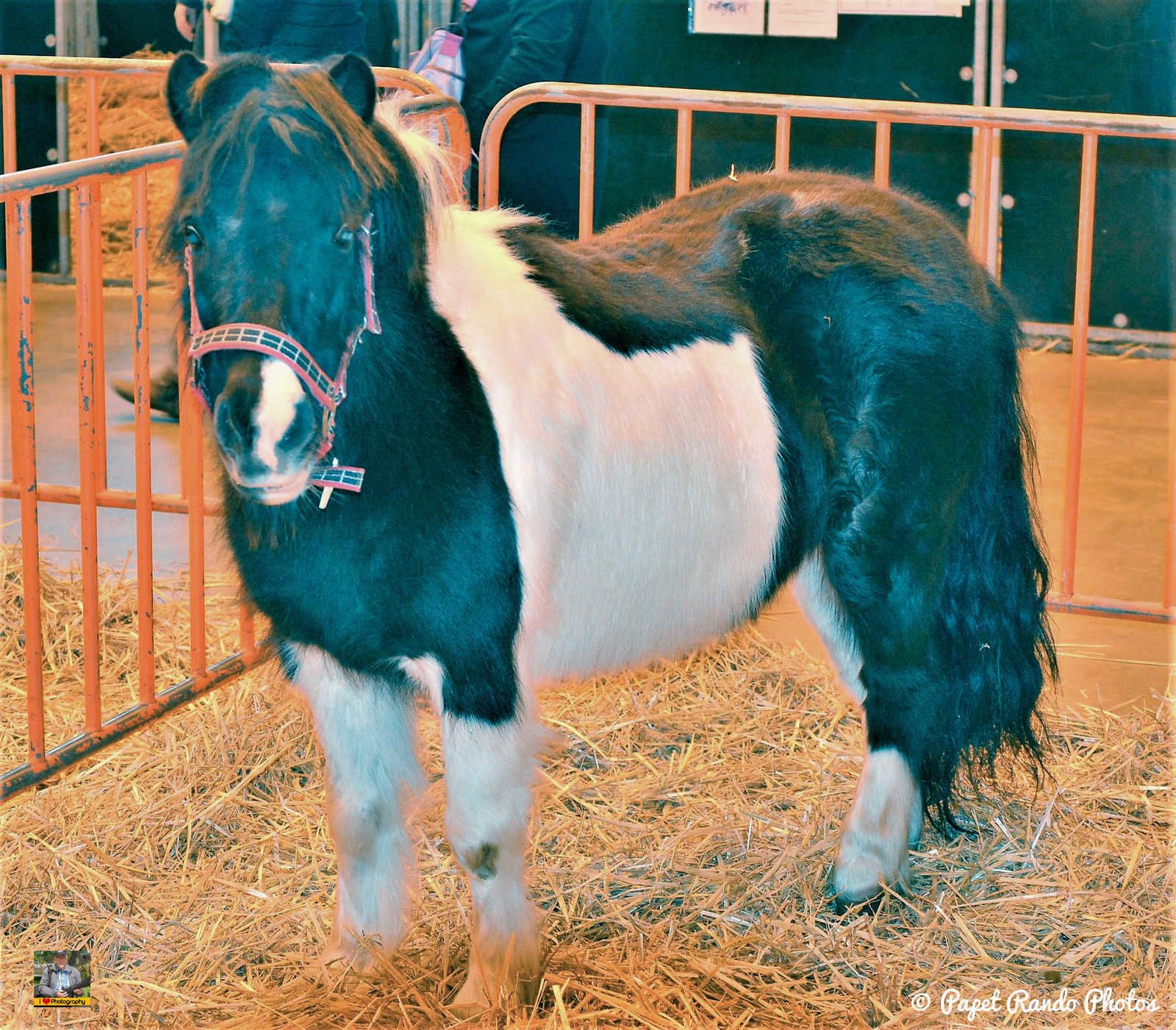 Un de mes premiers reportage photos Salon du Cheval Mons 2016