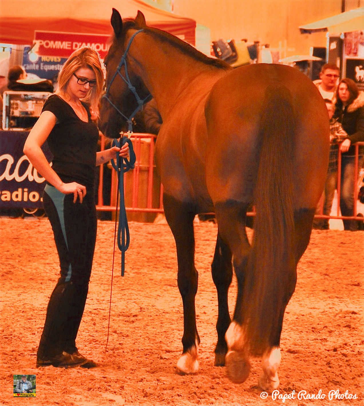 Un de mes premiers reportage photos Salon du Cheval Mons 2016