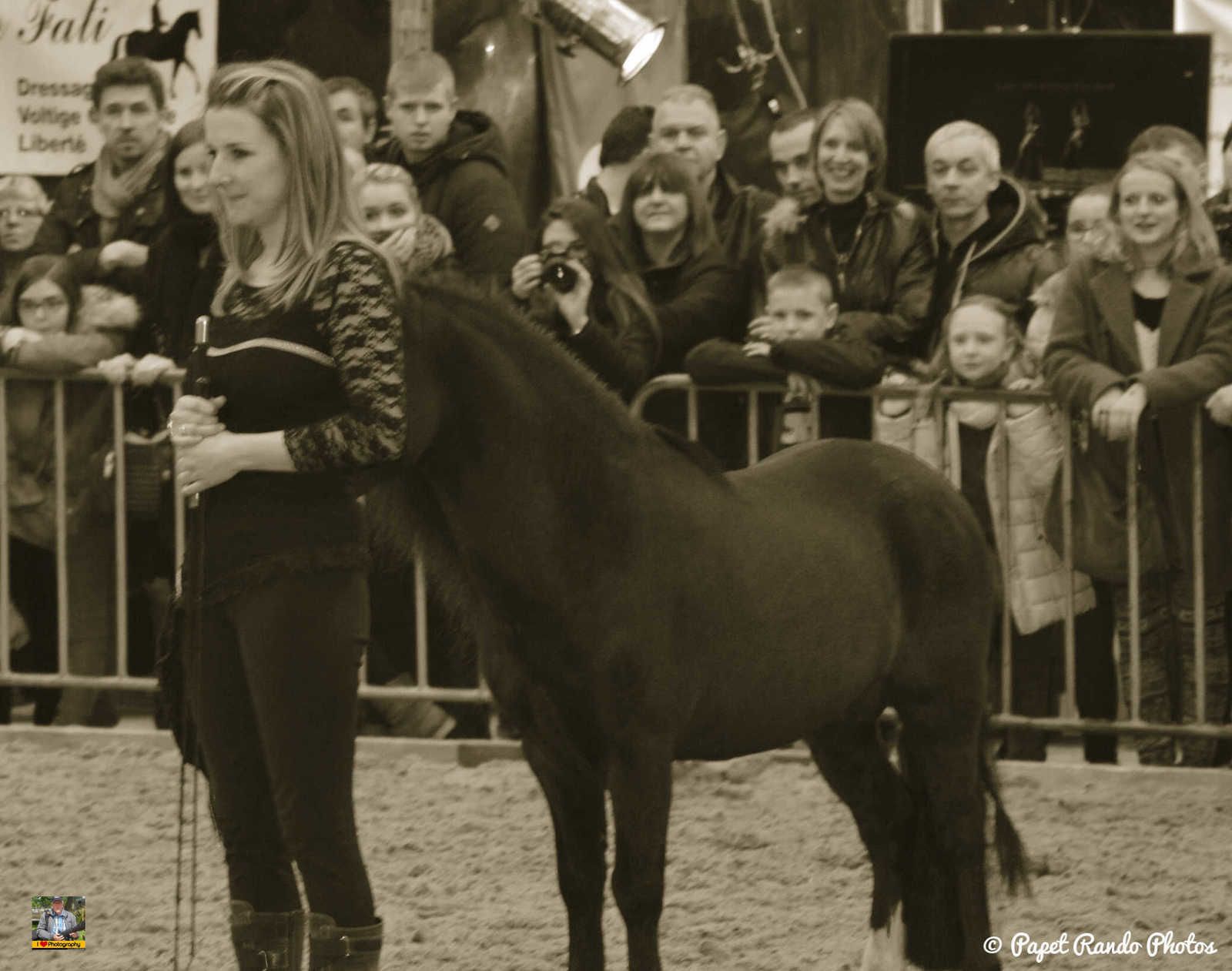 Un de mes premiers reportage photos Salon du Cheval Mons 2016