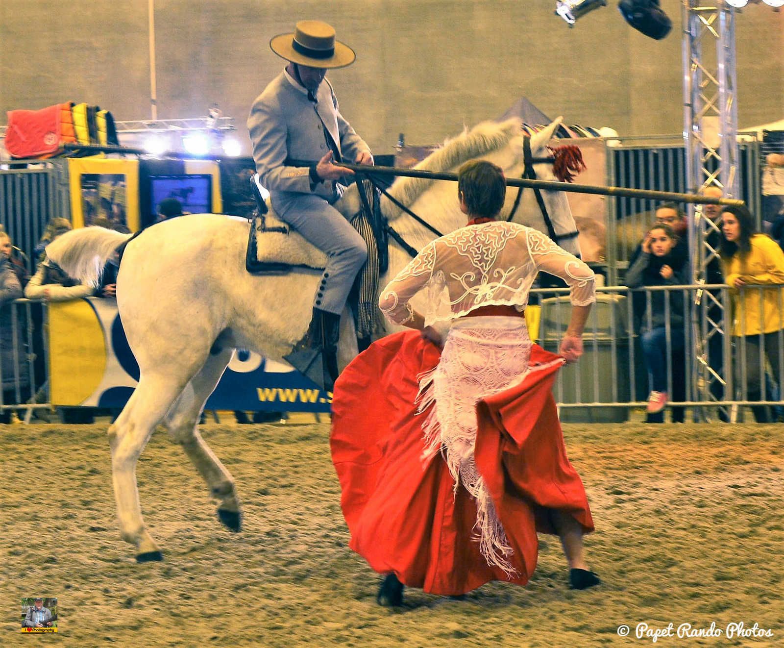 Un de mes premiers reportage photos Salon du Cheval Mons 2016
