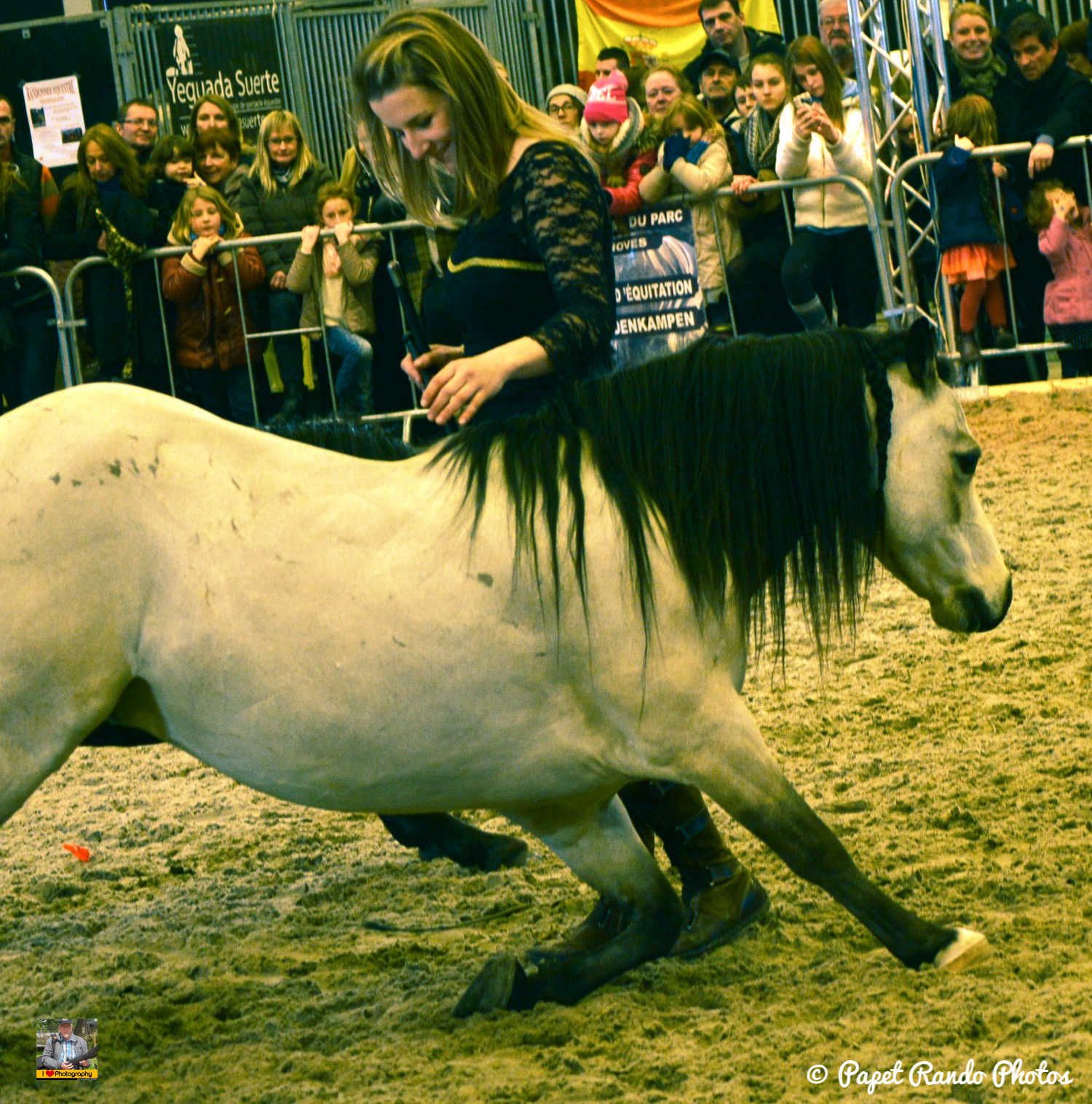 Un de mes premiers reportage photos Salon du Cheval Mons 2016