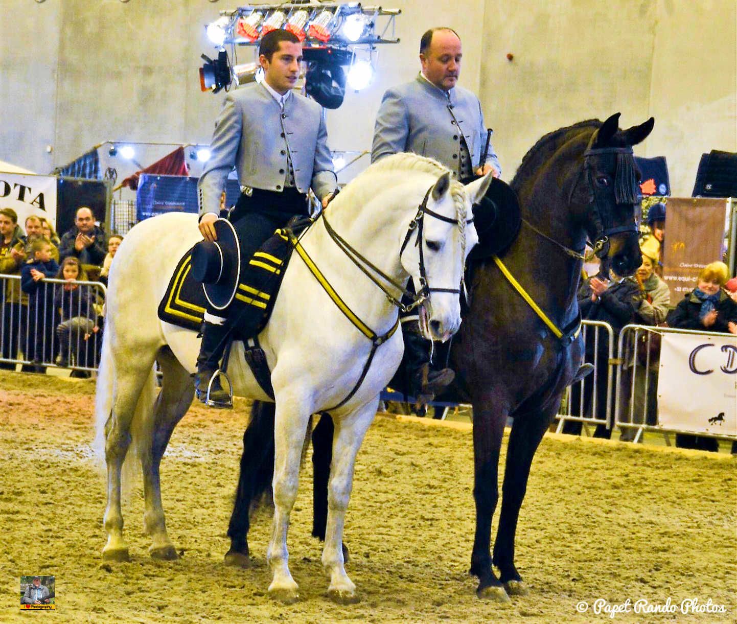 Un de mes premiers reportage photos Salon du Cheval Mons 2016