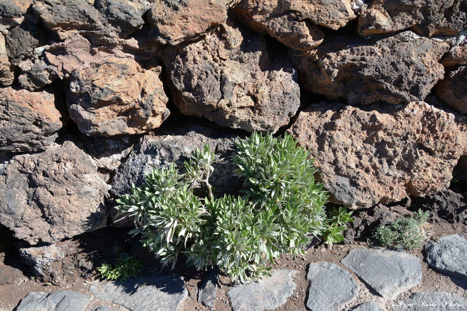 Photos Safari Jeep & a pied,sur 14 ans, Avec les Viperines Rouge une référence du Parc,( en mai, aout, octobre) aussi le cratère du Pico 3134 m , le sommet du Teide 3718 