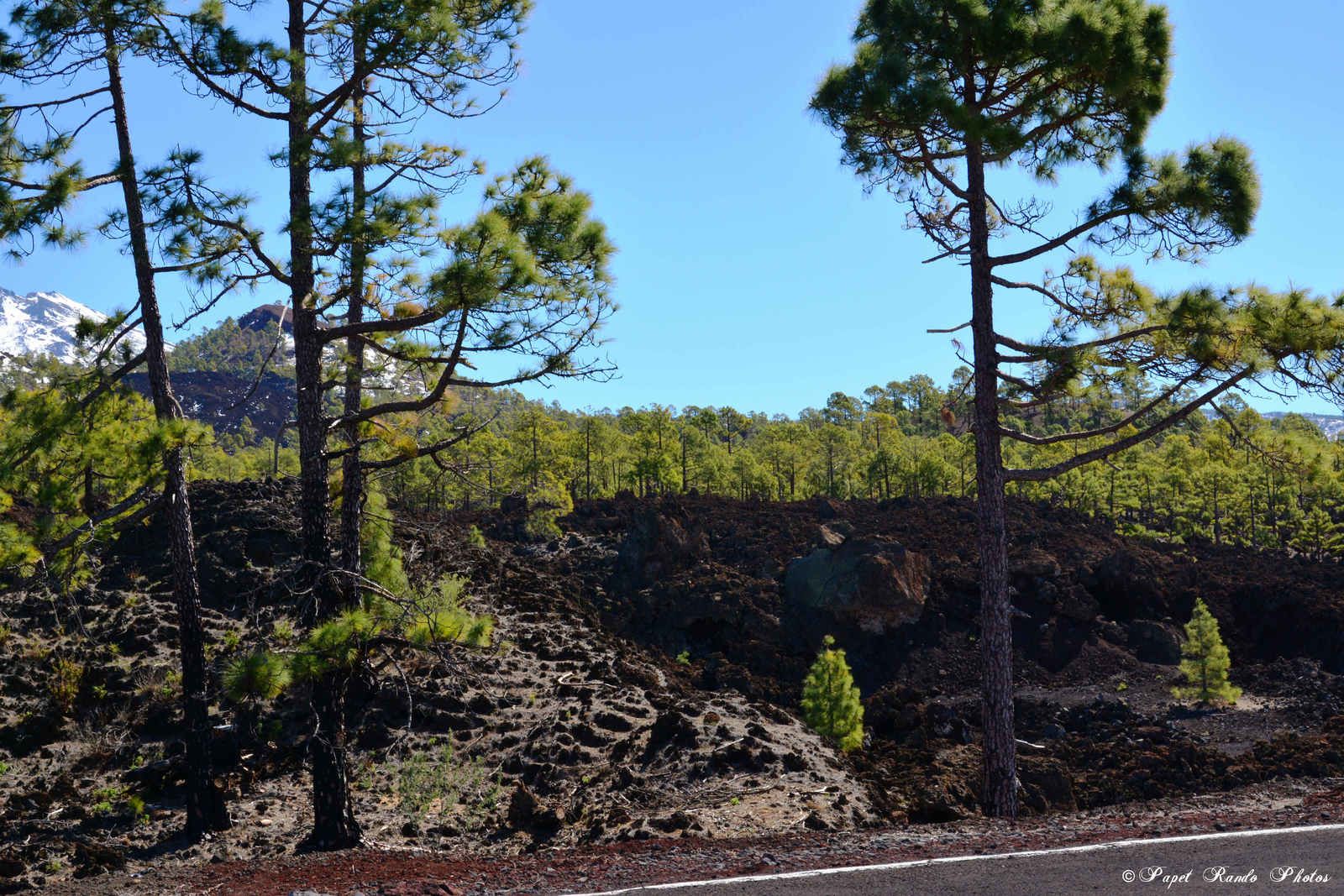 Photos Safari Jeep & a pied,sur 14 ans, Avec les Viperines Rouge une référence du Parc,( en mai, aout, octobre) aussi le cratère du Pico 3134 m , le sommet du Teide 3718 