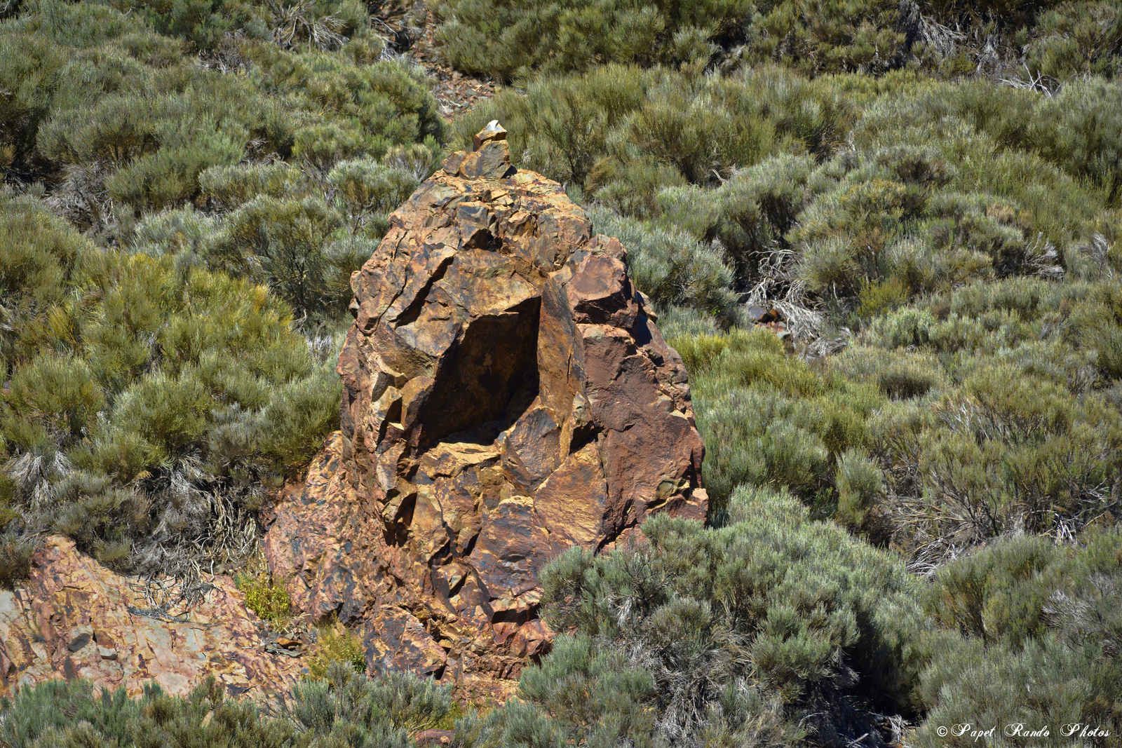 Photos Safari Jeep & a pied,sur 14 ans, Avec les Viperines Rouge une référence du Parc,( en mai, aout, octobre) aussi le cratère du Pico 3134 m , le sommet du Teide 3718 