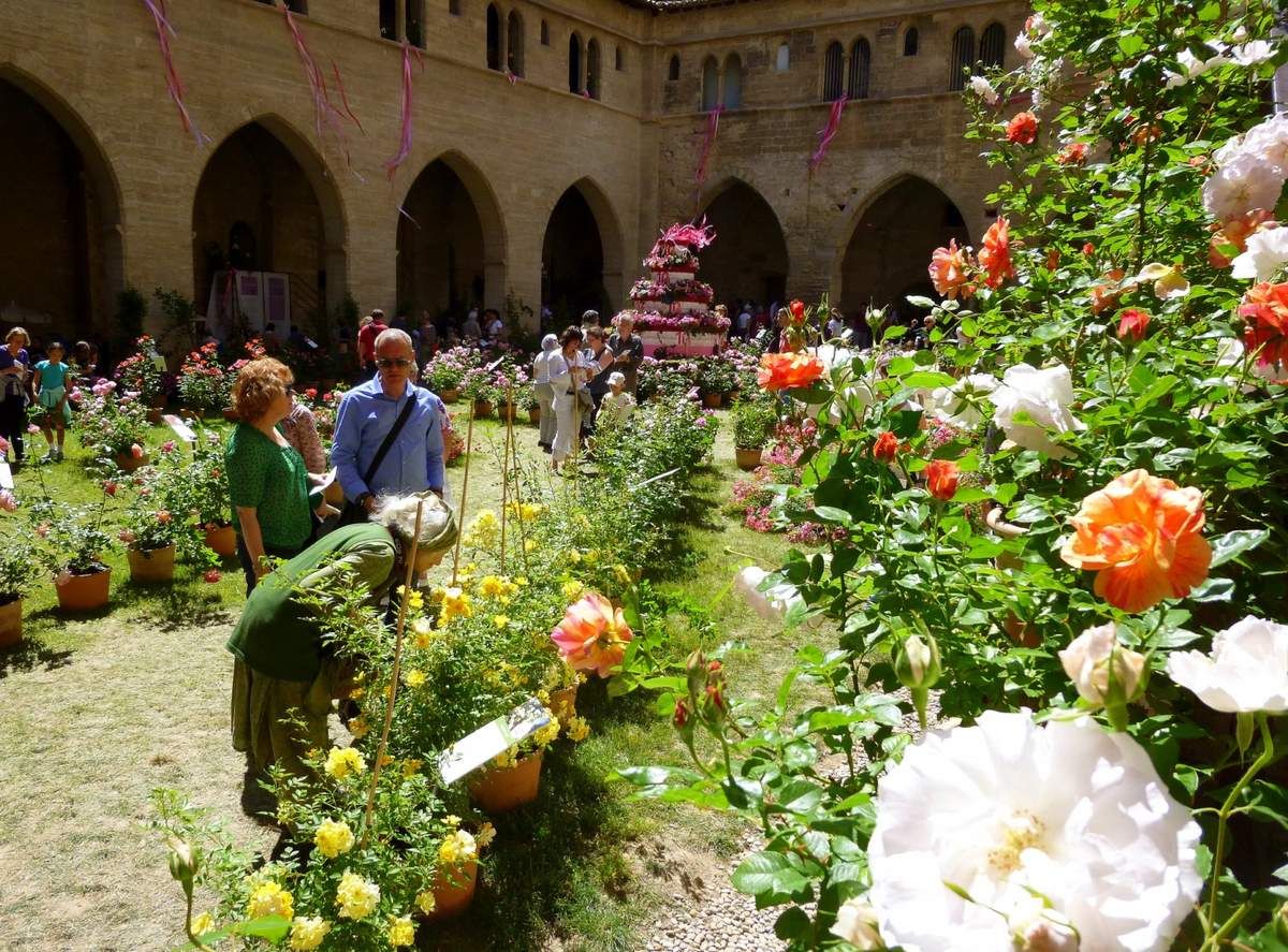Quelques instantanés de l'exposition de rosiers dans le cloître du Palais des Papes (juin 2014, images personnelles)
