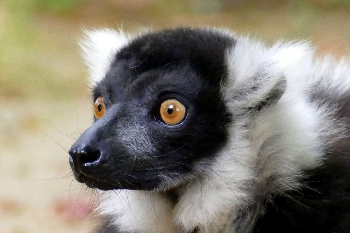 Un jour à la Vallée des Singes - MBDV - MON BLOG DE VOYAGE