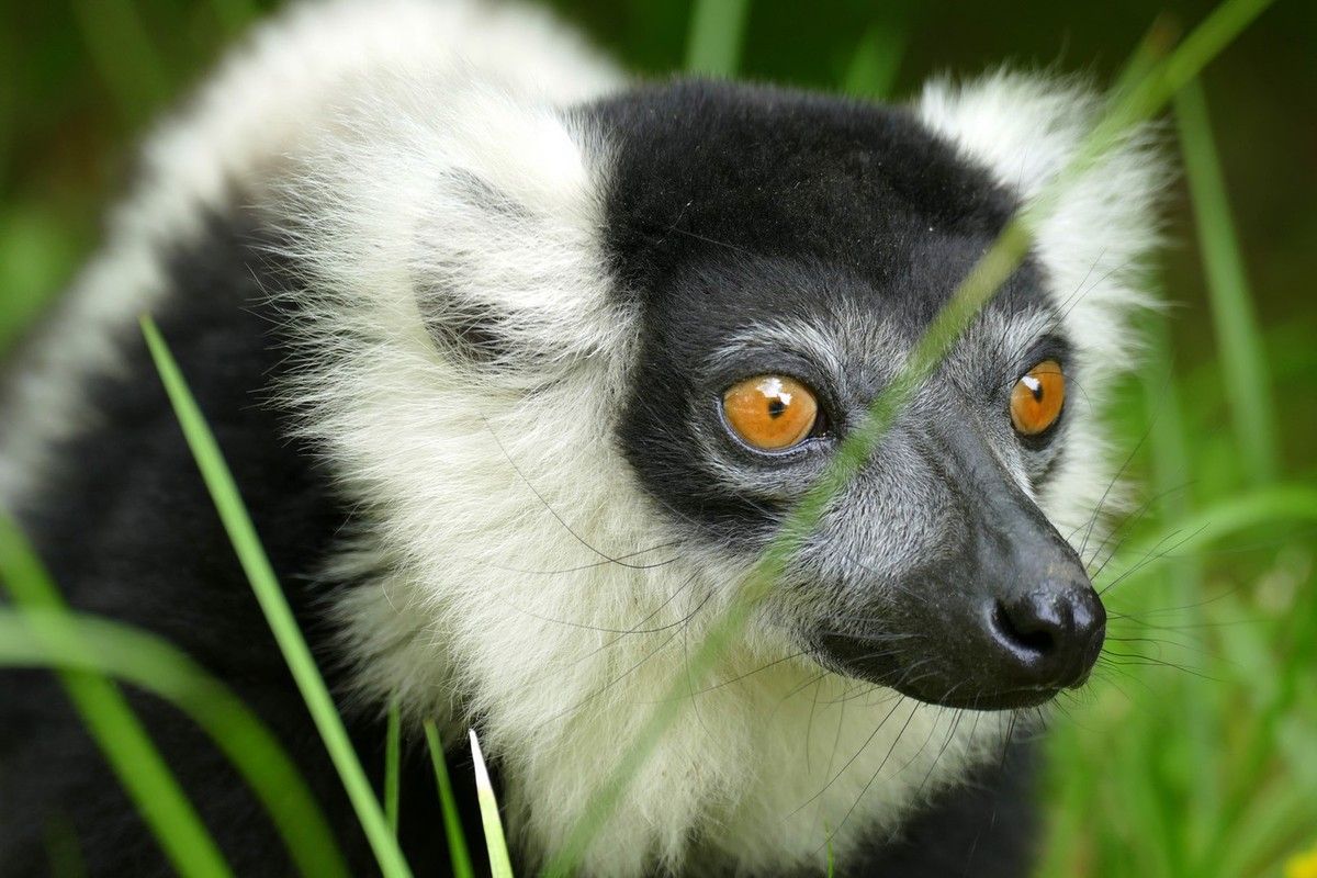 Un jour à la Vallée des Singes - MBDV - MON BLOG DE VOYAGE