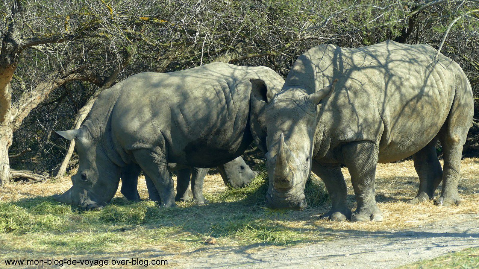 Les impressionnants rhinocéros blancs que les visiteurs peuvent découvrir dans ce parc en toute sécurité (mars 2019, images personnelles)