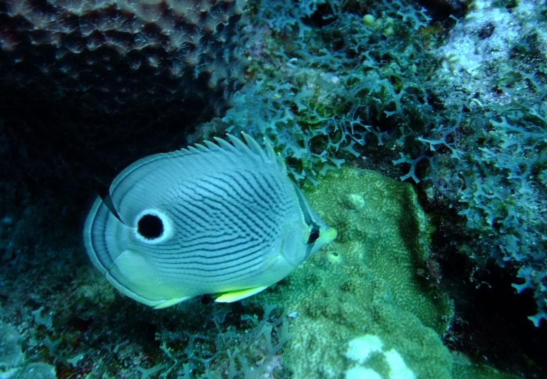 Poisson 4 zié