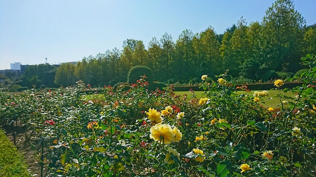 Le parc de Shinjuku