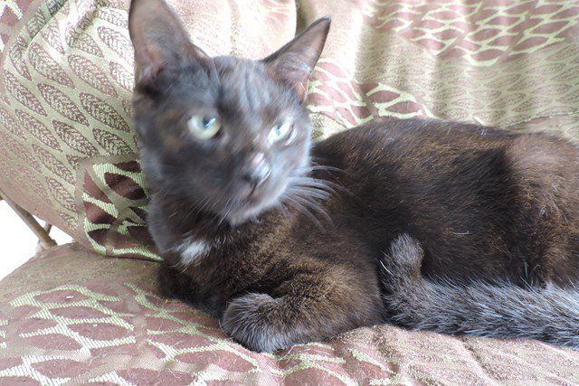 MERLIN - chat mâle noir - né 14/06/2016 - castré - adopté