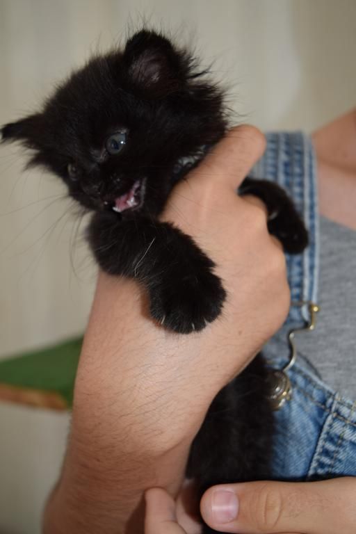 Idefix Noir Poils Longs Chaton Au Paradis Des Chatons Le Refuge Du Papillon
