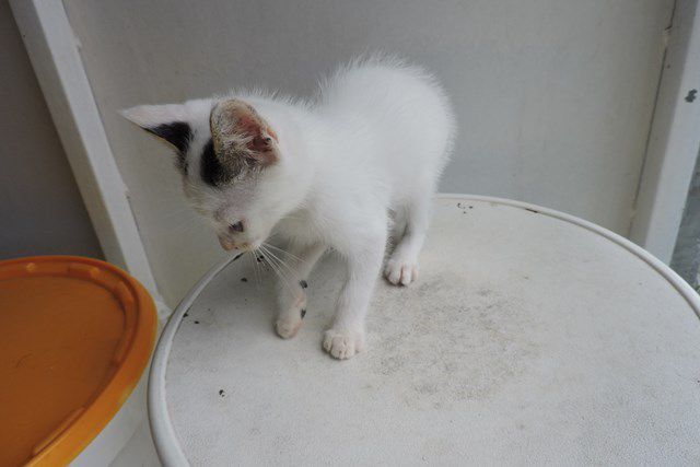 LOUKOUM - chat mâle - castré - 8 mois - adopté
