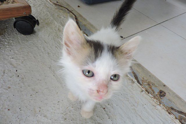 LOUKOUM - chat mâle - castré - 8 mois - adopté