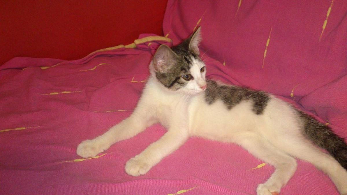 WILLOW - chaton né le 01/06/2017 - adopté