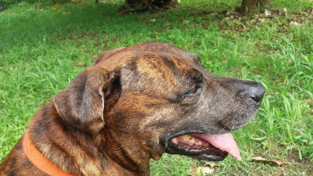 NOUNOURS s'appelle RAFAL - croisé boxer - 2 ans - adopté