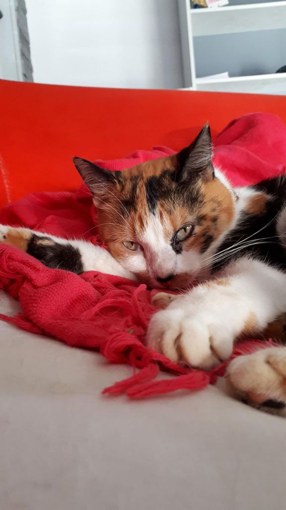 Lolita Tricolore Sterilisee 1 An Et Demi Adoptee Le Refuge Du Papillon Lolita Tricolore Sterilisee 1 An Et Demi Adoptee Le Refuge Du Papillon