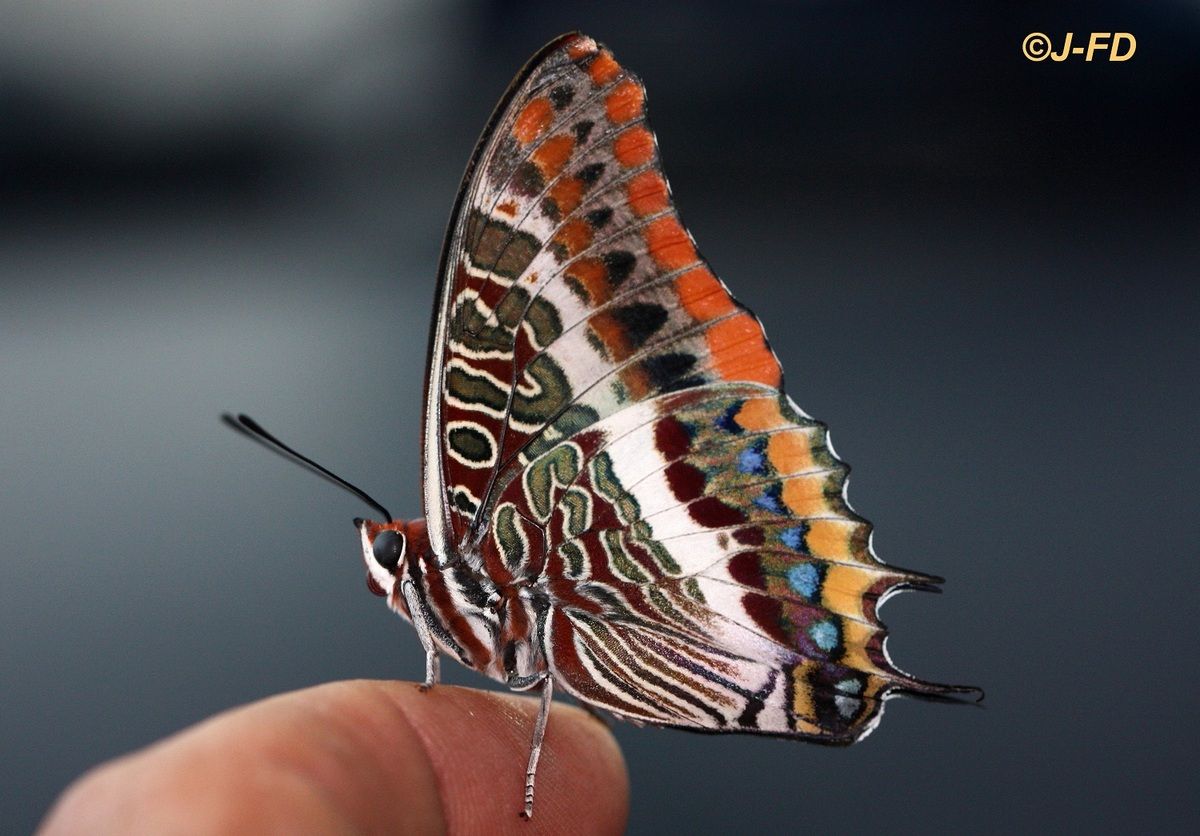 pacha à deux queues (Charaxes jasius) PromenadesNature