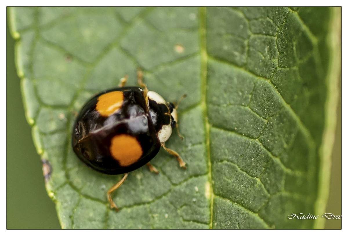 Les Coccinellidae - Coccinelles - La Sarthe et les petits coins et recoins  de l'hexagone !