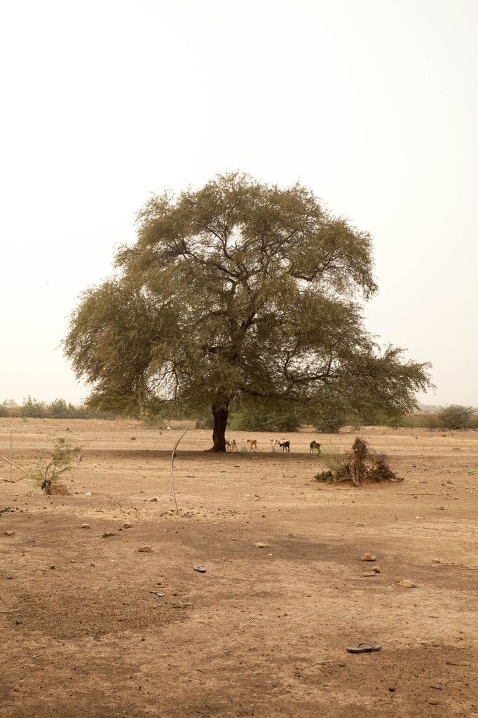 Sénégal 2016 - Un village Toucouleur