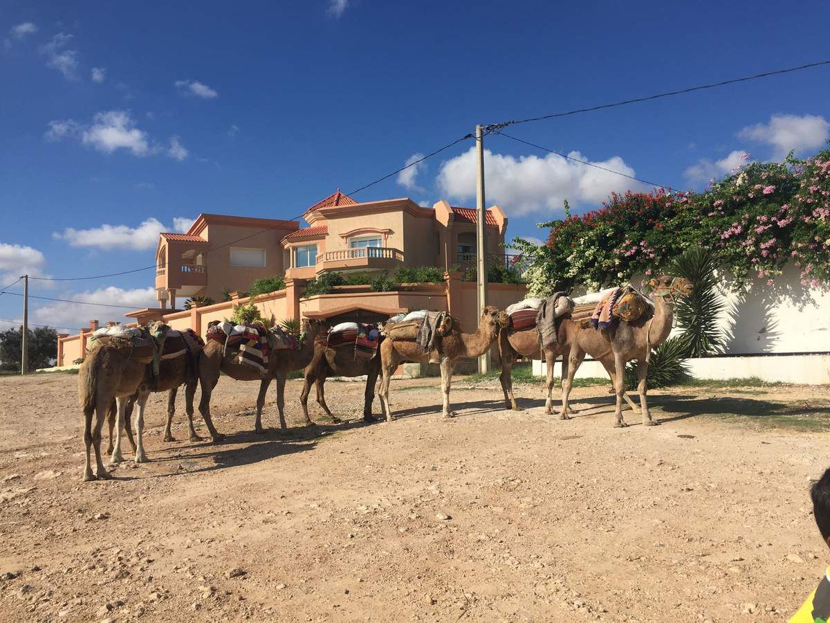 les chameaux nous attendent