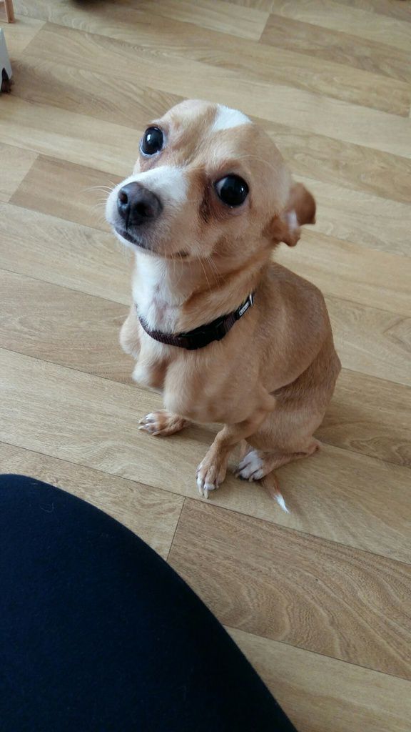 Il est adopté !!! : LEO, petit croisé Pinscher-Chihuahua mâle castré d'1 an  1/2 - Le blog de WAHF - HK30233028
