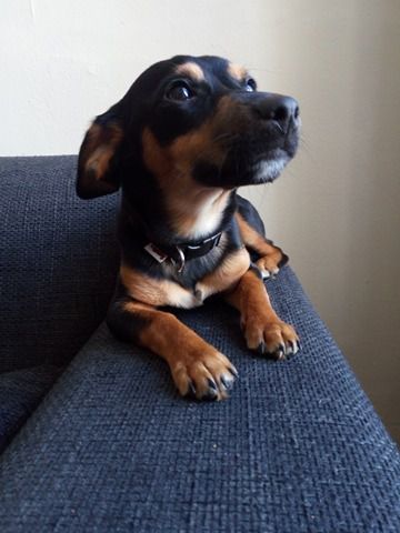 Il est adopté !!! : MIRKO, adorable chiot croisé Pinscher-Jack Russel de 7  mois 1/2 - Le blog de WAHF - HK30233028