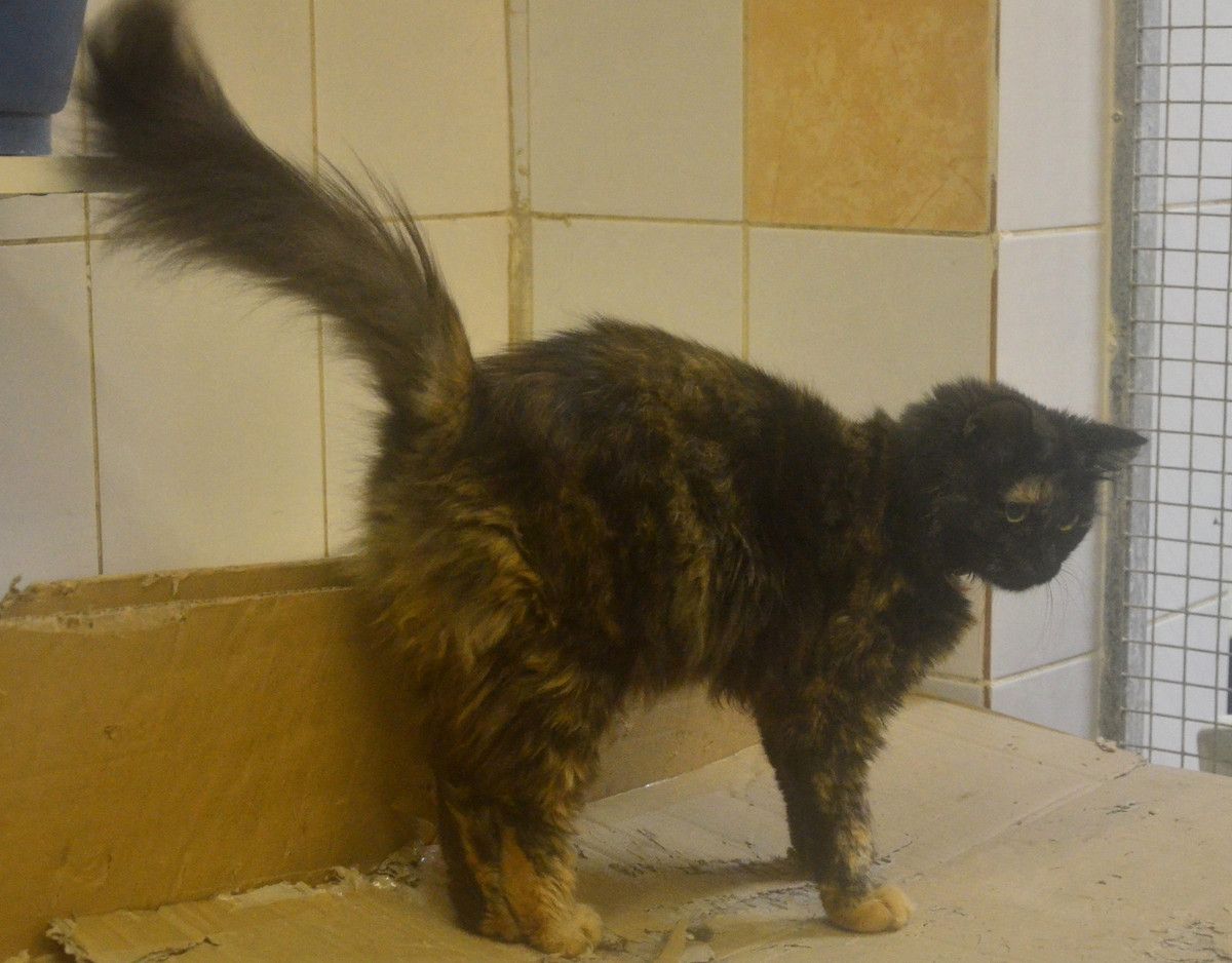 Elle Est Adoptee Venus Petite Ecaille De Tortue A Poil Long D Environ 6 7 Mois Sterilisee Pucee Vaccinee Le Blog De Wahf Hk Elle Est Adoptee Venus Petite Ecaille De Tortue A Poil Long D Environ 6 7 Mois Sterilisee Pucee Vaccinee Le Blog De Wahf Hk