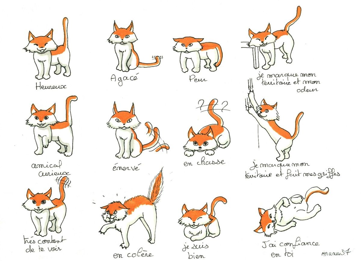Langage de la queue du chat le langage de la queue du chat Jpdiamukpict5ed1