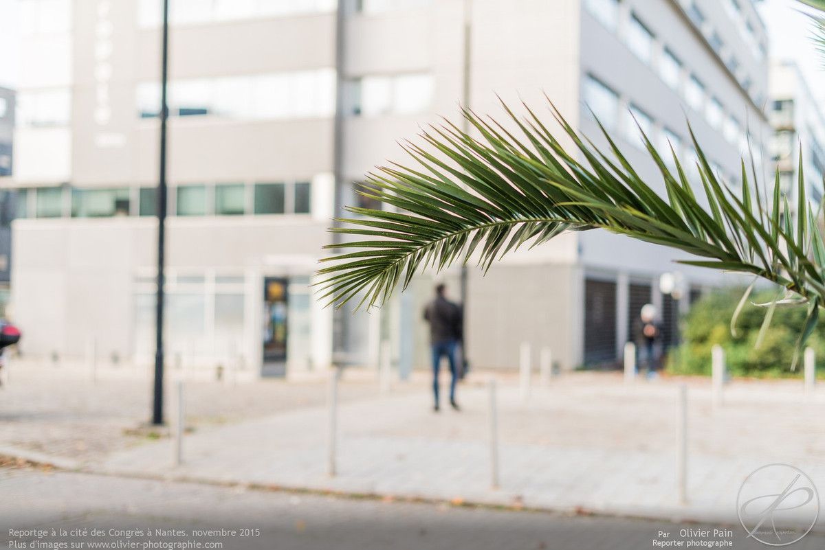 Exemple de photographie réalisée avec une faible profondeur de champ, la plante est nette et l'arrière plan est flouté.