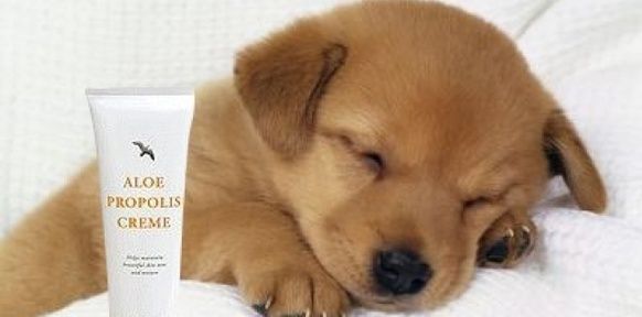 l'aloe propolis pour nos animaux - L'aloé Véra en l'aloe propolis pour nos animaux - L'aloé Véra en