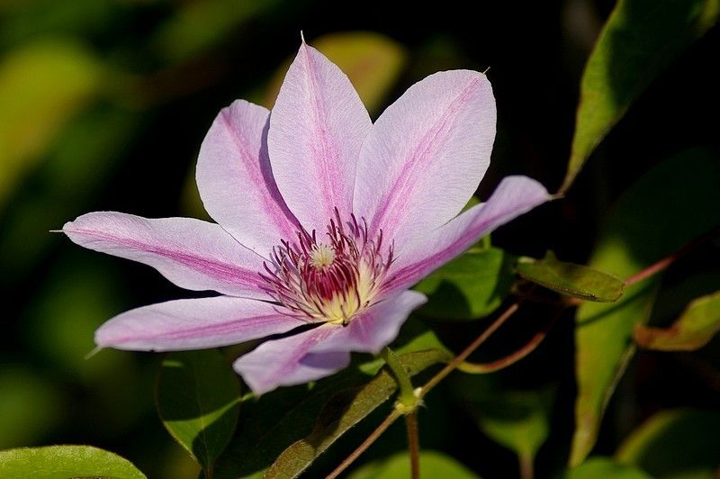 LES HONNÊTETÉS LITTÉRAIRES - Partie 3