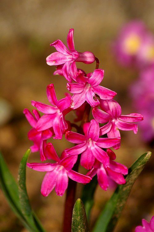 THÉÂTRE : L'ÉCOSSAISE - Partie 5