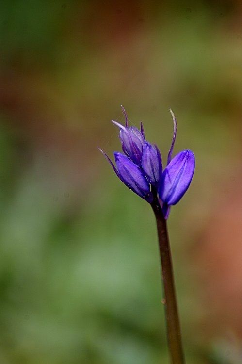 CORRESPONDANCE - Année 1775 - Partie 26