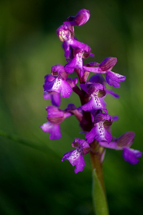 EXAMEN IMPORTANT DE MILORD BOLINGBROKE - Partie 14