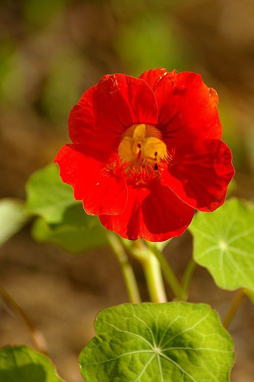 COLLECTION D’ANCIENS ÉVANGILES - Partie 21