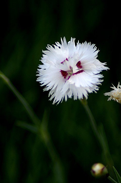 COLLECTION D’ANCIENS ÉVANGILES - Partie 29