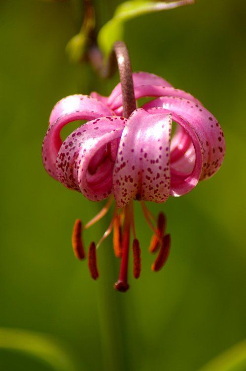 HISTOIRE DE L'ÉTABLISSEMENT DU CHRISTIANISME - 1776 - Partie 28