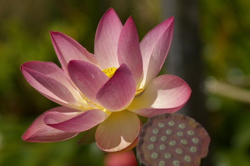 DICTIONNAIRE PHILOSOPHIQUE : IMPÔT