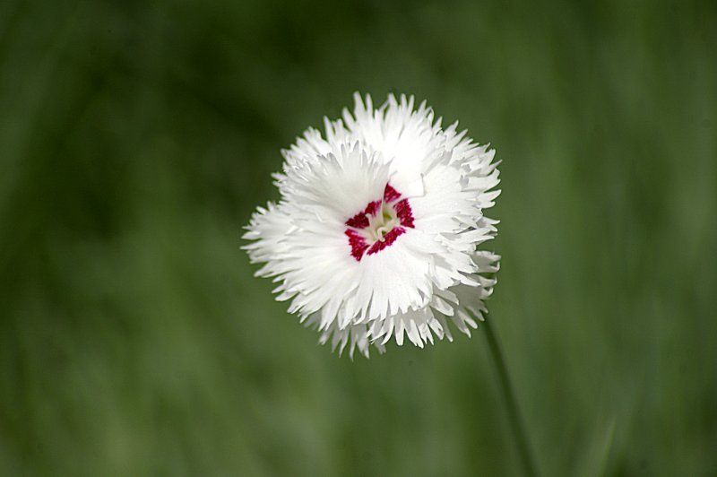 ANNALES DE L'EMPIRE - CATALOGUE DES EMPEREURS - CONRAD III - partie 29