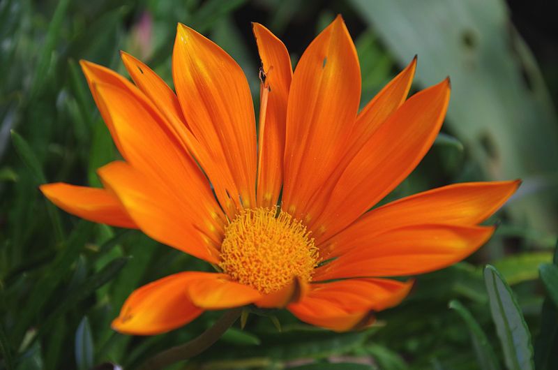 CORRESPONDANCE avec D'ALEMBERT - Partie 61