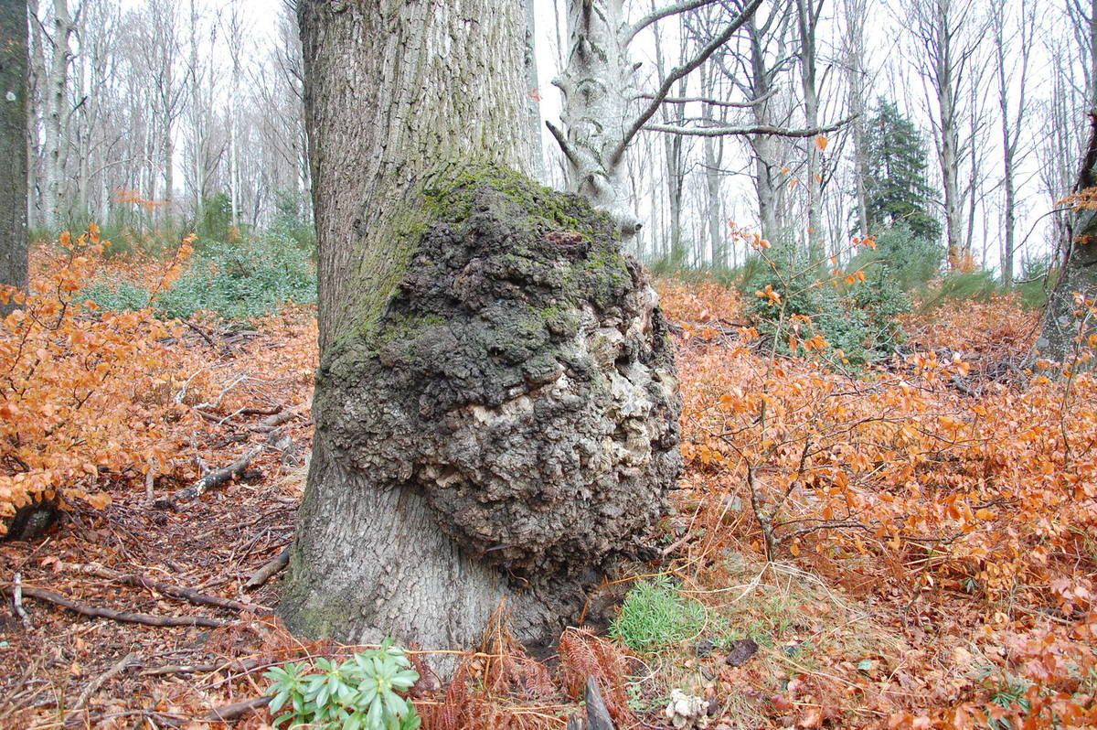 Une Marionnette En Bois Contient Une Loupe Et Des Points D